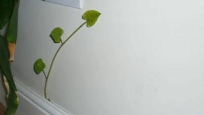 Japanese knotweed growing inside