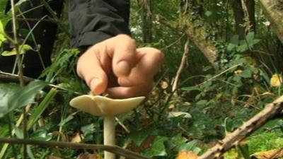 Mushroom being picked