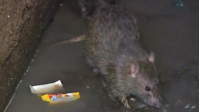 A rat in a Madagascan prison