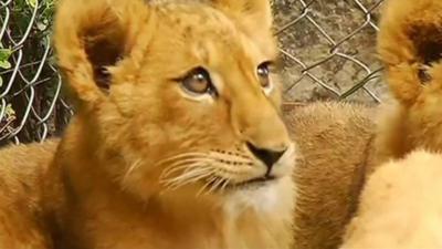 Lion cubs