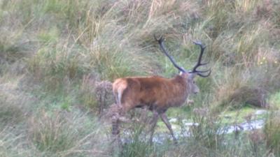 Stag