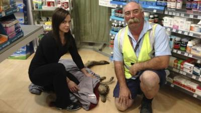 Wildlife Victoria volunteer Ella Rountree (L) and Geoffrey Fuller pose with a rescued kangaroo named Cyrus