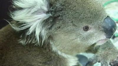 A koala