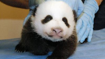 Baby panda at first check up