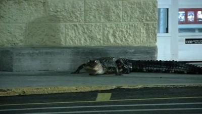 Alligator outside a supermarket