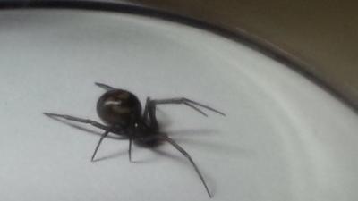 False widow spider