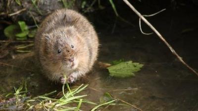 The water vole