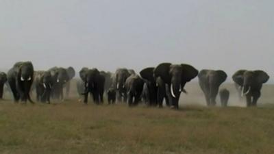 African elephants (c) Karen McComb