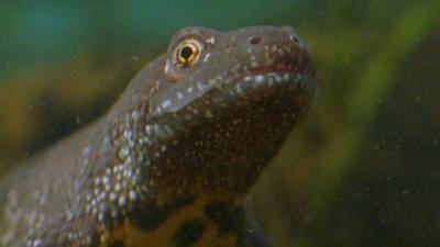 Great Crested Newt