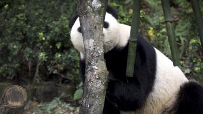 Panda hiding behind a tree