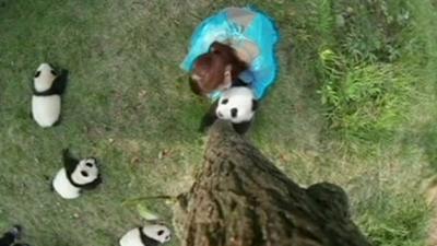 Woman helping a panda climb a tree