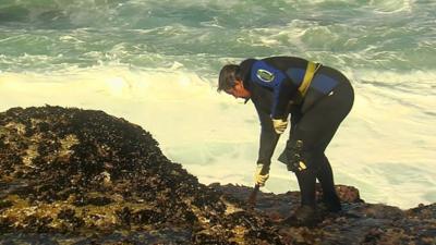 Barnacle collector