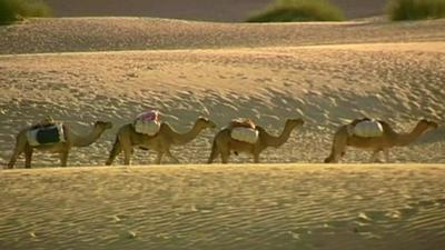 camels in desert