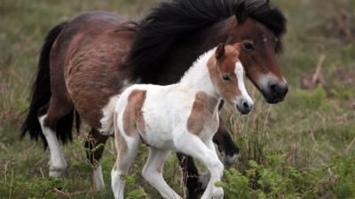 Dartmoor ponies