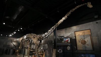 Skeleton of a diplodocus