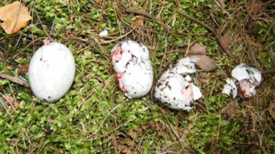 Birds eggs damaged by poachers and gamekeepers.