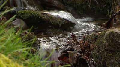 Stream in Powys