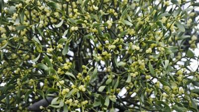 Mistletoe at Cotehele