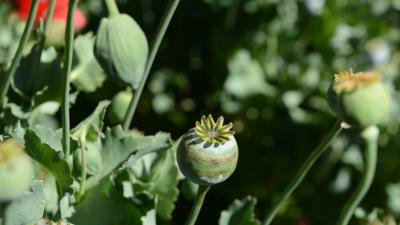 Poppy plantation