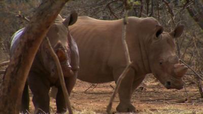 Rhino in South Africa