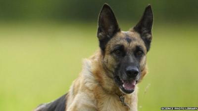 Close up of a dog in a field