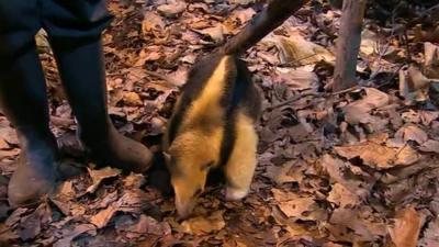 Tamandua in London Zoo