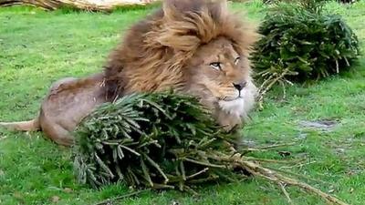 Male lion with Christmas tree