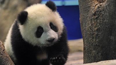 Yuan Zai , the first Taiwan-born baby panda, climbs inside an enclosure at the Taipei City Zoo on January 4, 2014