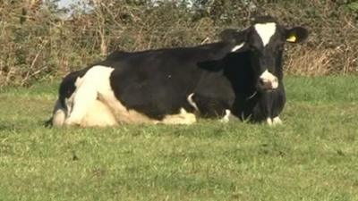 A cow laying down