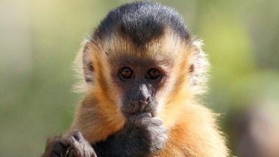 Tufted capuchin monkey