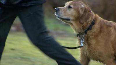 Dog being walked