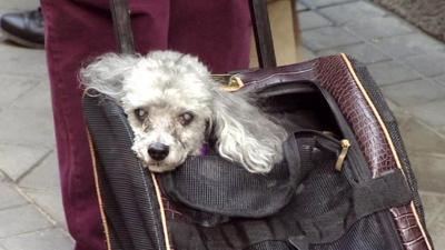 Pet owner taking dog to church for blessing