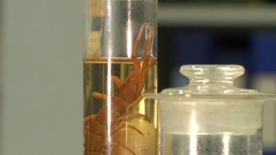 Centipede specimen in jar