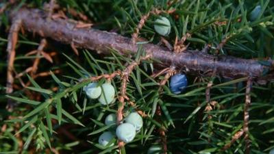 Close up of a juniper plant