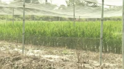 Genetically modified rice crops in Ghana