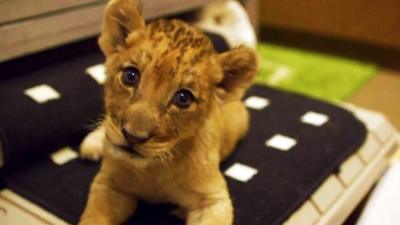 Lion cub