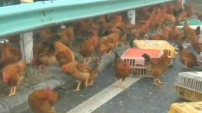 Chickens run around on motorway in China