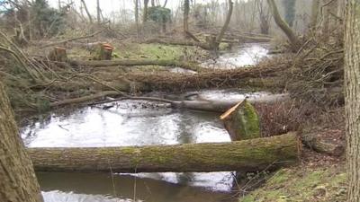 Trees felled into the River Nar in West Norfolk