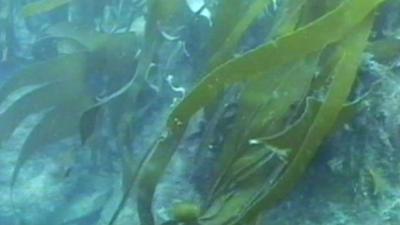 Seaweed underwater