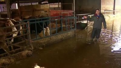 Jon Kay with cattle in flooded shed