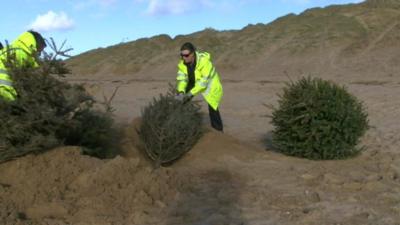 Trees being buried