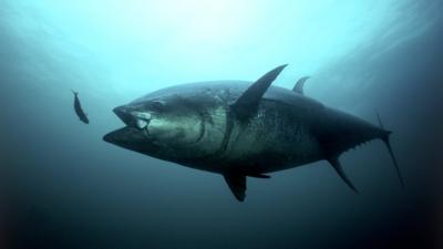 Bluefin tune