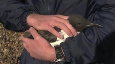 a guillemot