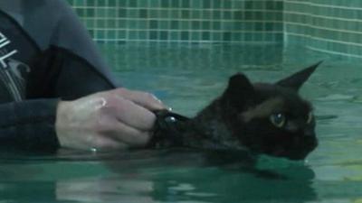 Swimming cat Morph