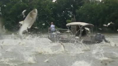 Asian carp leaping out of the water