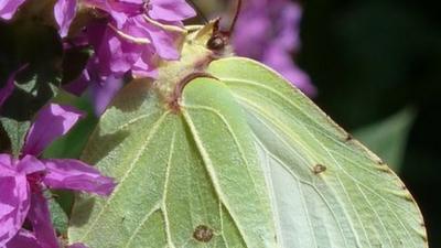 Brimstone butterfly