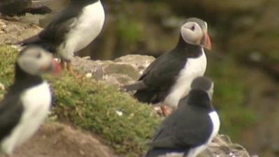 puffins