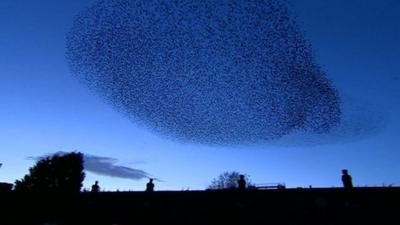 Starlings