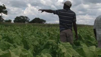 Tobacco farmer