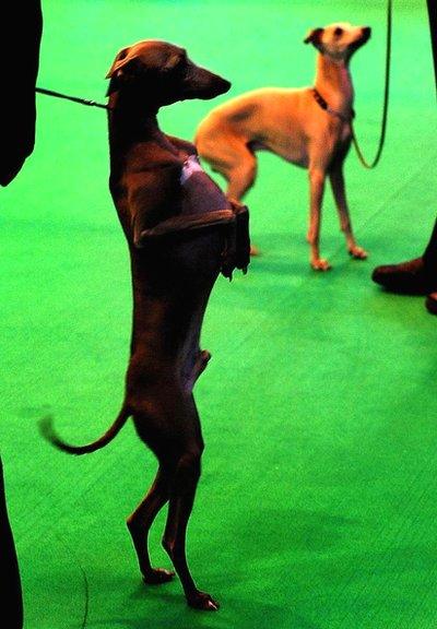 An Italian Greyhound